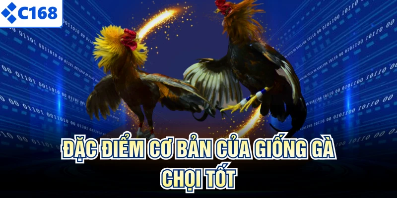 Đặc điểm cơ bản của giống gà chọi tốt