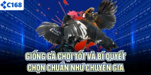Giống Gà Chọi Tốt Và Bí Quyết Chọn Chuẩn Như Chuyên Gia