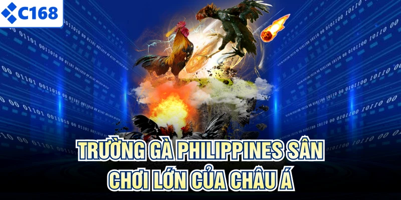 Trường Gà Philippines - Sân Chơi Chuyên Nghiệp Châu Á